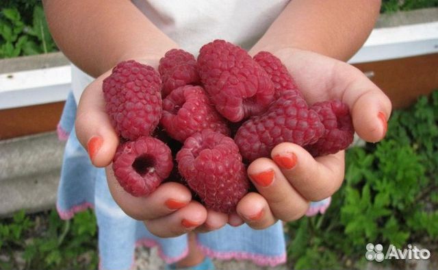 Саженцы малины Пшехиба