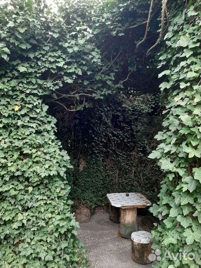 Плющ морозостойкий, черенки с корнями