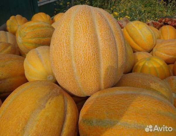 Дыня эфиопка