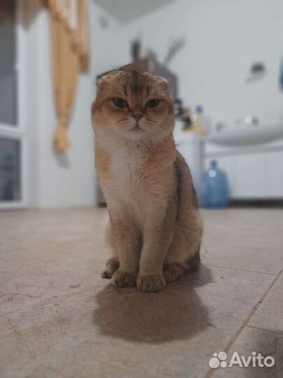 Шотландская вислоухая золотая шиншилла