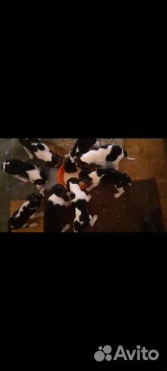 Щенки русской пегой