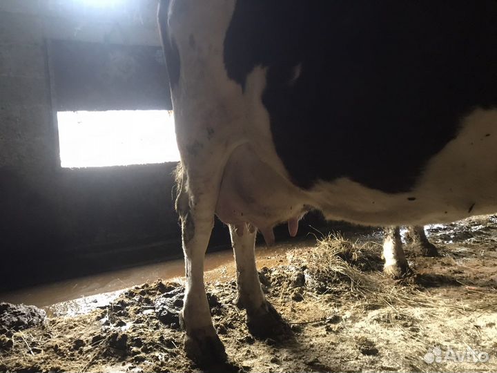 Коровы дойные