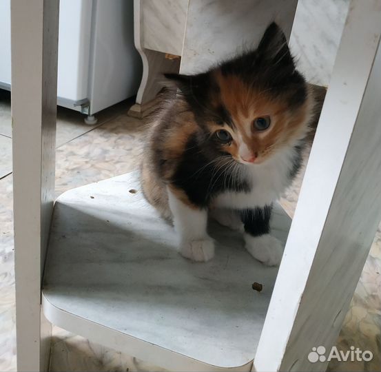 Трехшерстный котенок