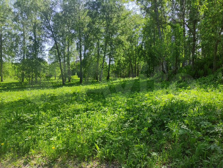 Участок 38 сот. (СНТ, ДНП)