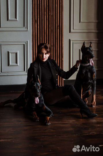 Доберман для фотосессии