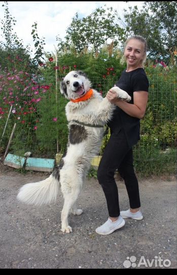 Классный пес Шмель в добрые руки