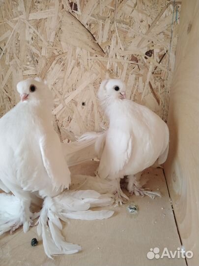 Голуби Статные