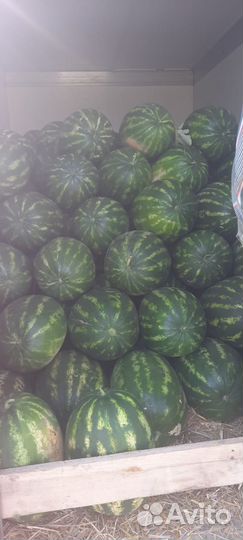 Арбуз оптом Каристан