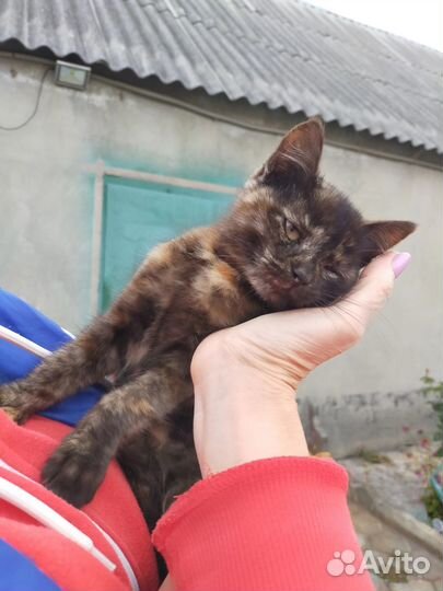 Котенок (девочка) в добрые руки
