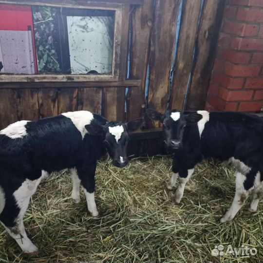 Телята бычки