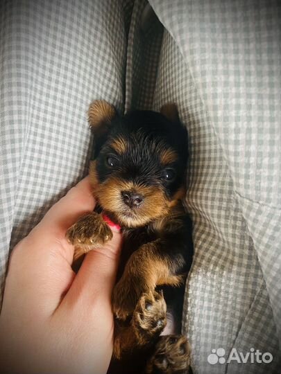Йоркширский терьер щенки