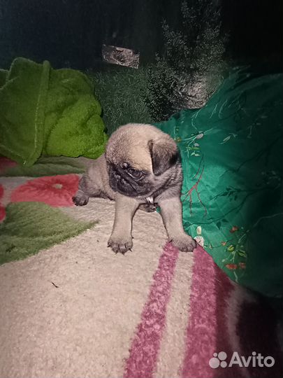 Мопсы продажа