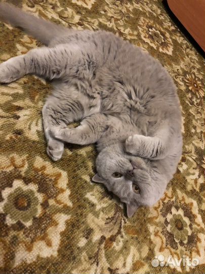 Британская кошка