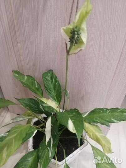 Спатифиллум домино