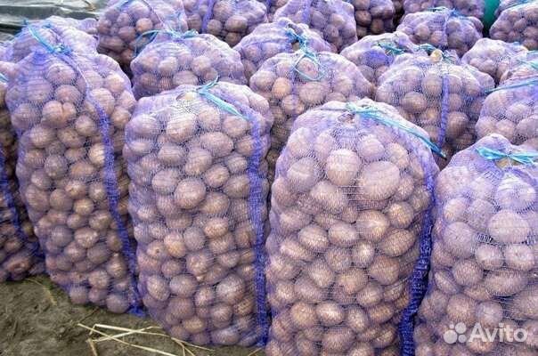 Семенной картофель гала