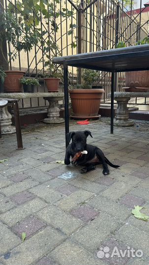 Щенки в добрые руки