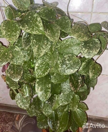 Хойя акута 673