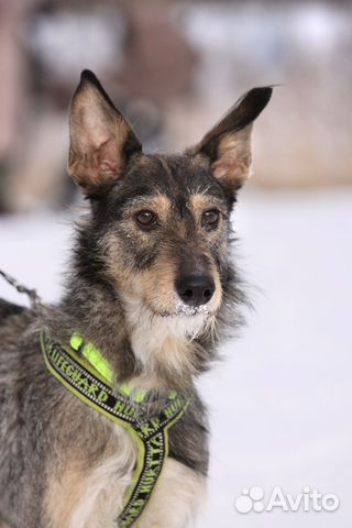 Спасённая собака молодая девочка ищет дом