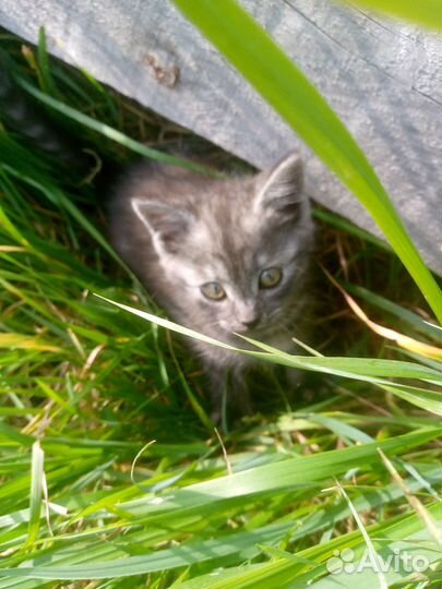 Котята в добрые руки бесплатно