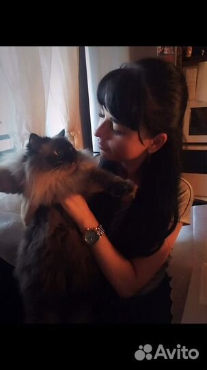 Передержка животных