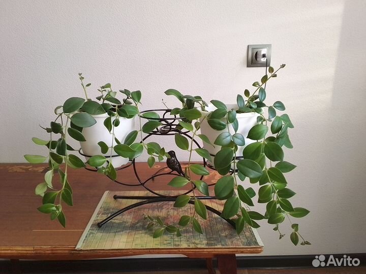 Эсхинантус-эпифитное растение