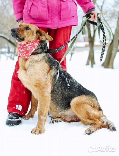 Забава ищет семью