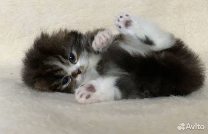 Плюшевые малыши