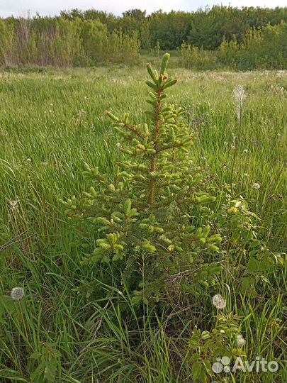 Ель голубая