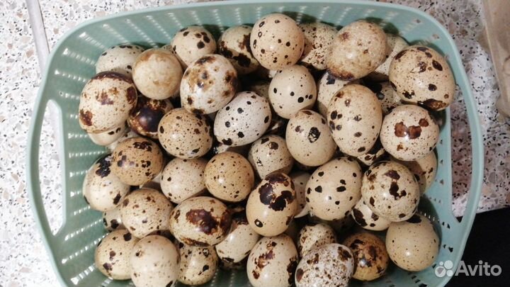 Яйца, мясо перепелов и кур домашие