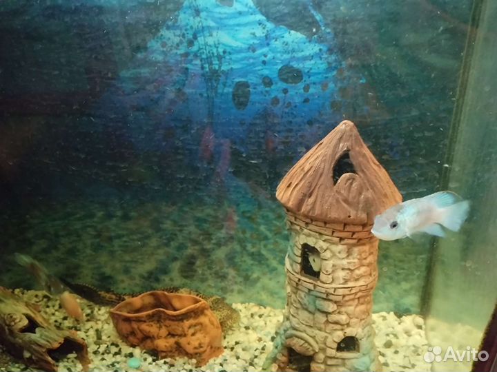 Аквариум