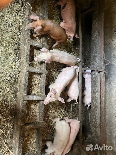 Поросята мясной породы
