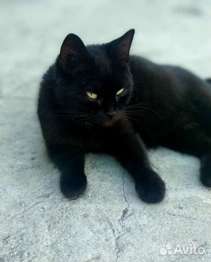Кошка в дар