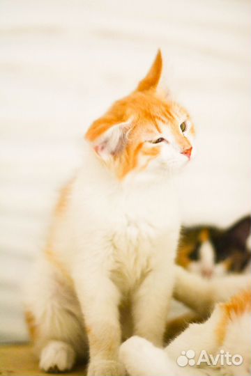 Пушистики котята