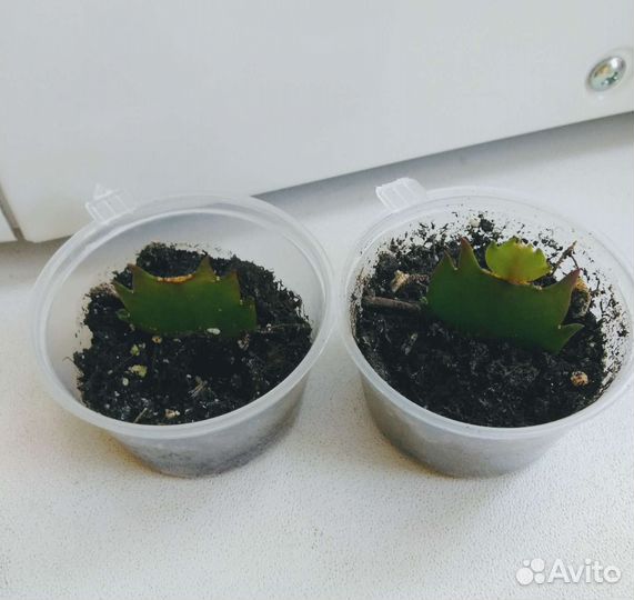 Декабрист жёлтый