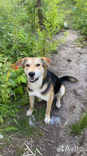 Собака в добрые руки