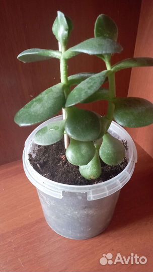 Толстянка (денежное дерево)