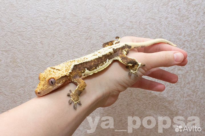 Реснитчатые бананоеды: Арлекины, Lilly White