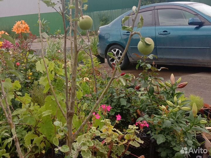 Растения, деревья