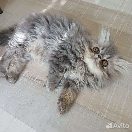Персидские котята