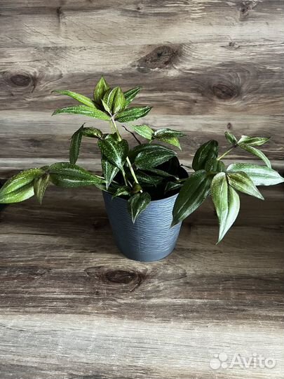 Традесканция