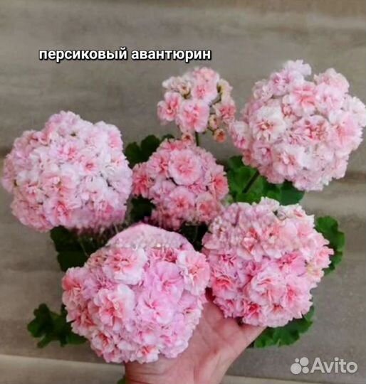 Пеларгония герань