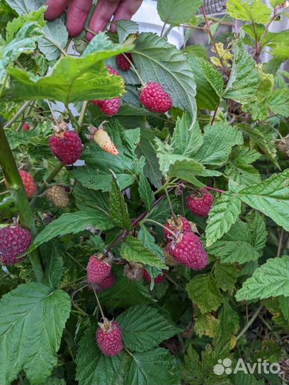 Малина перетертая с сахаром на зиму