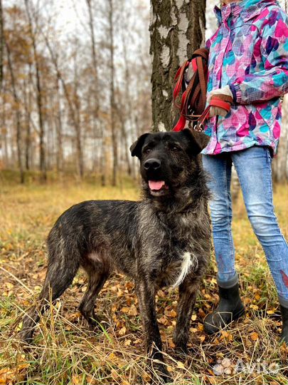 Спасите Тайсона из приюта