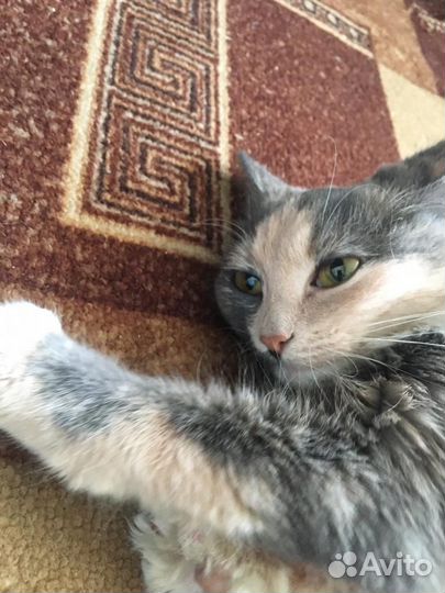 Кошка