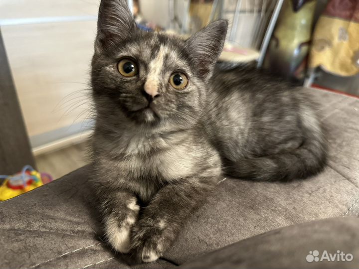 Британская кошка