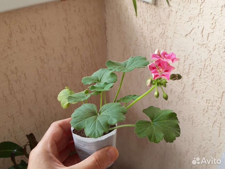 Пеларгония герань