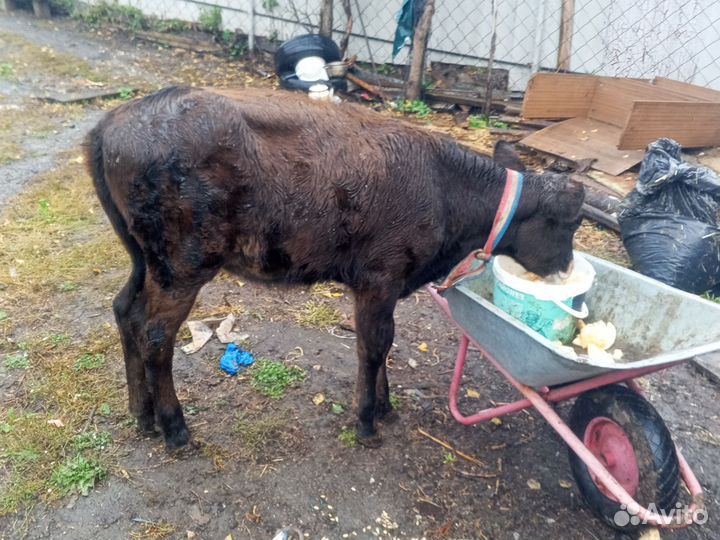 Телята телка