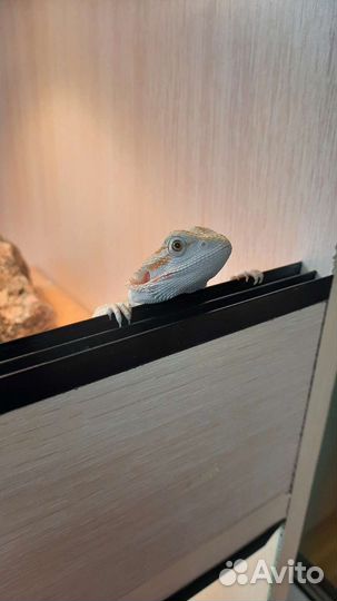 Передержка