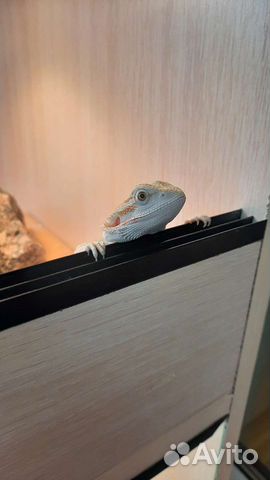 Передержка