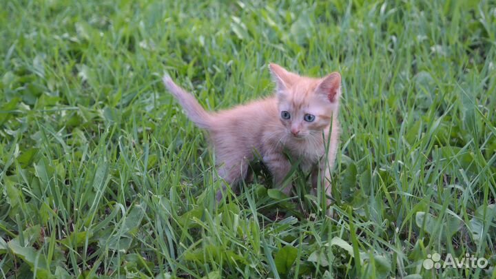 Отдам кота в добрые руки